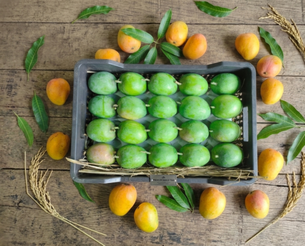 Royal Bite (60 Mango | 300gm+)
