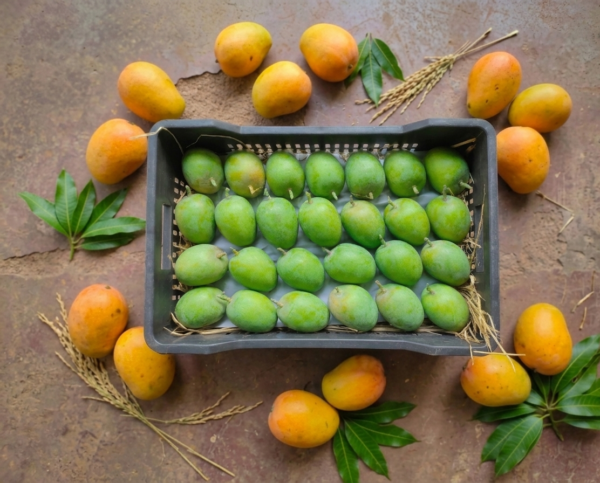 Family Feast (78 Mango)