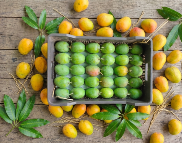 Bulk Bliss (90 Mango)