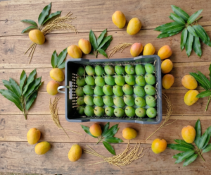 Mango Madness (120 Mango)
