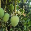 The Golden Crate (14 Mango | 175–200gm)