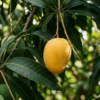 IMG_20260408_135634 The Royal Dozen (12 Mango | 225–250gm)